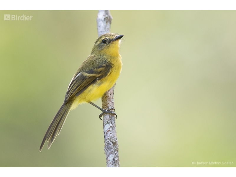 Yellow Tyrannulet