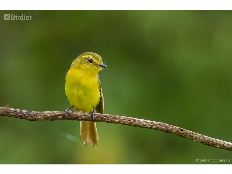 Yellow Tyrannulet
