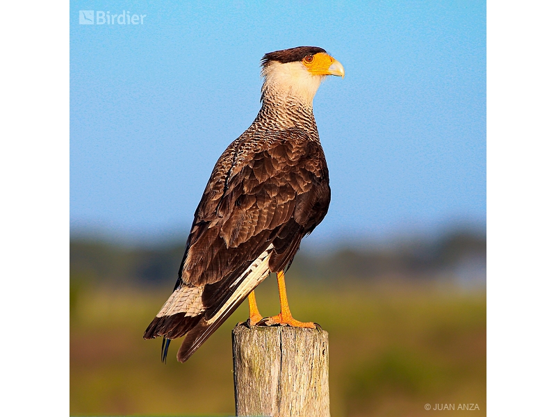 Crested Caracara