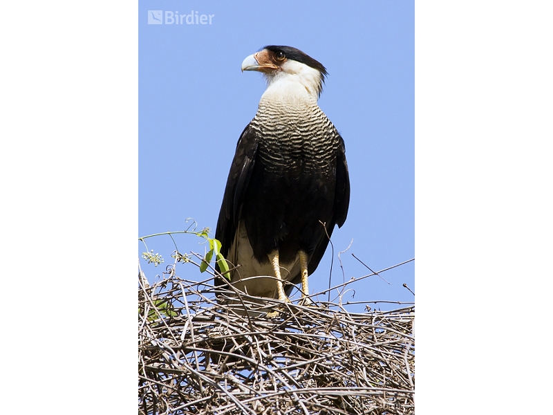 Crested Caracara