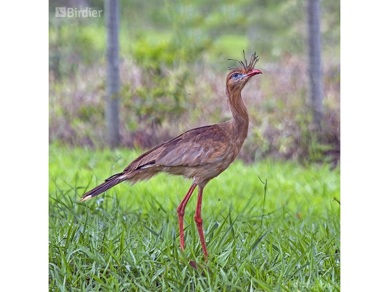 Red-legged Seriema