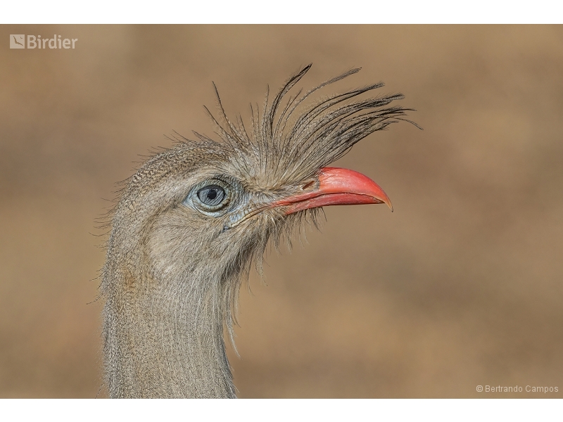 Red-legged Seriema