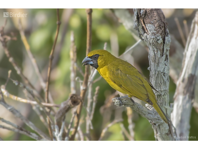Yellow-green Grosbeak