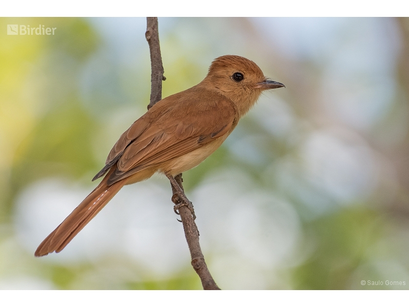 Rufous Casiornis