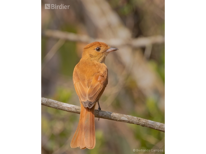 Rufous Casiornis