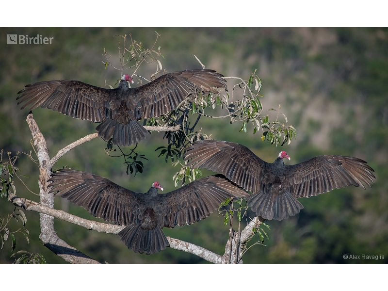 Turkey Vulture