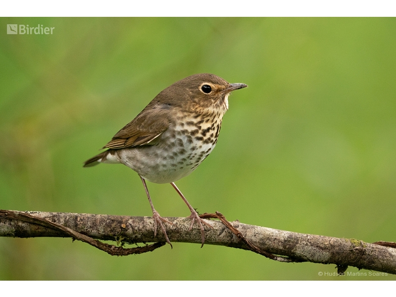 Swainson's Thrush