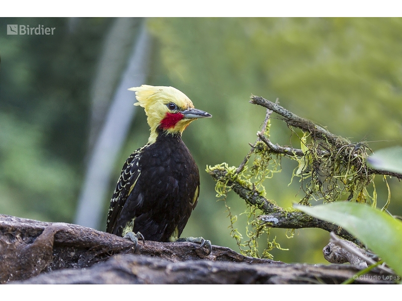 Blond-crested Woodpecker