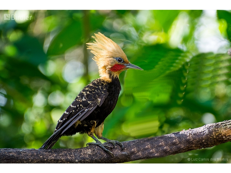 Blond-crested Woodpecker