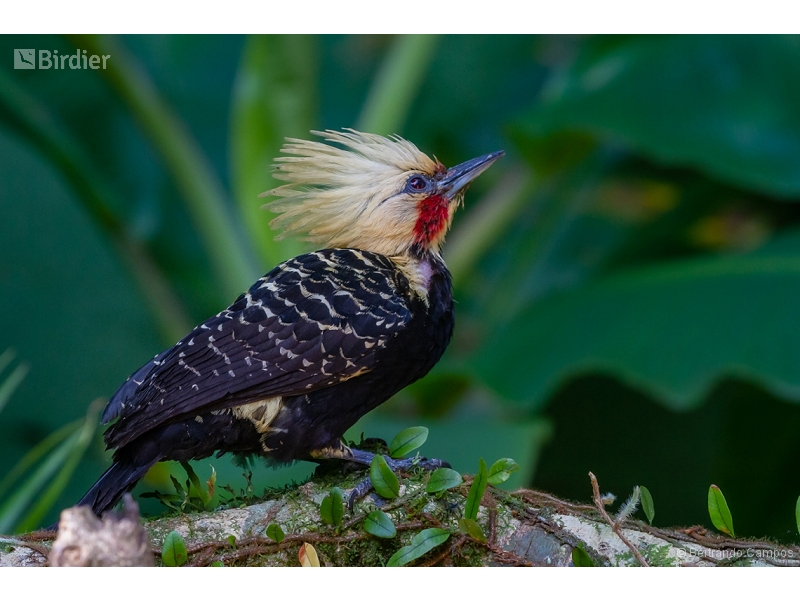 Blond-crested Woodpecker