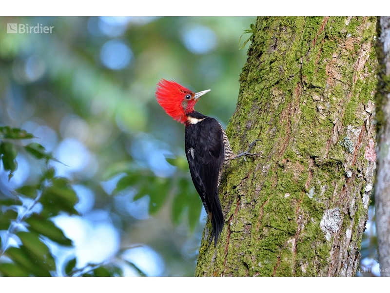 Helmeted Woodpecker