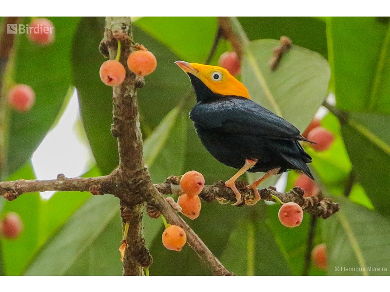 Golden-headed Manakin
