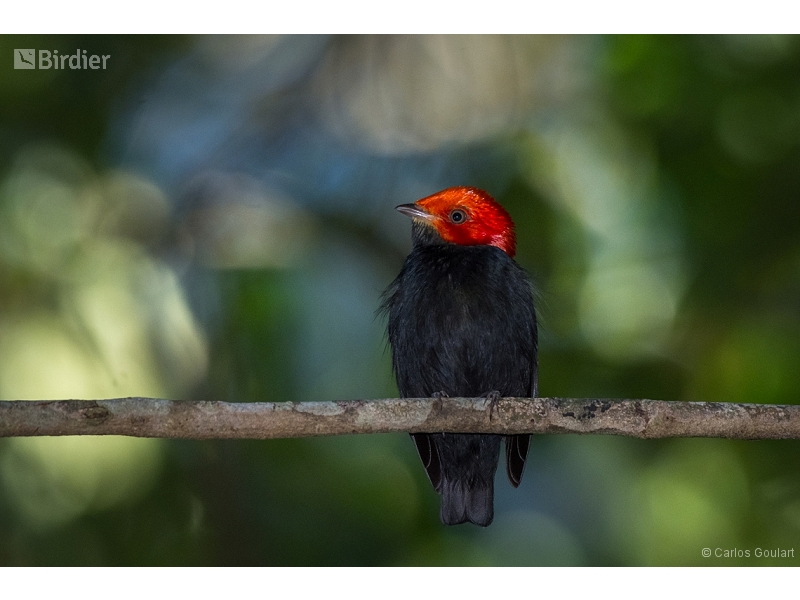 Red-headed Manakin
