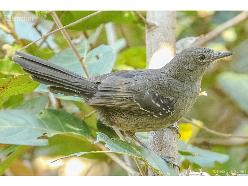 Mato Grosso Antbird