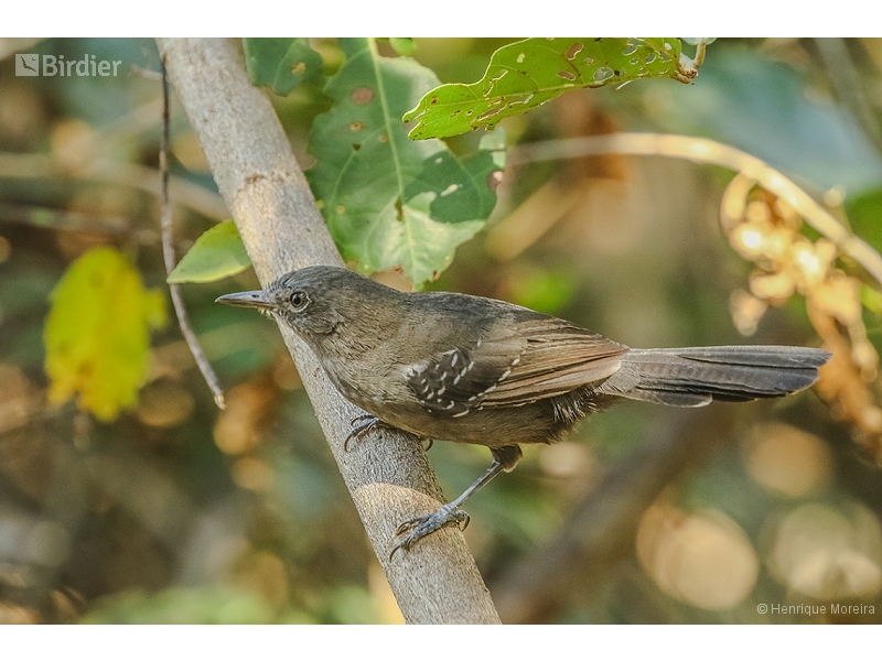 Mato Grosso Antbird