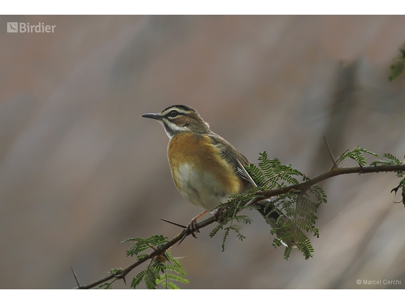 Bearded Scrub Robin