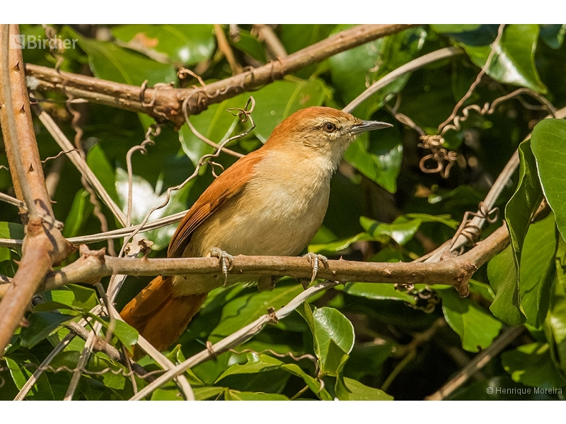 Rusty-backed Spinetail
