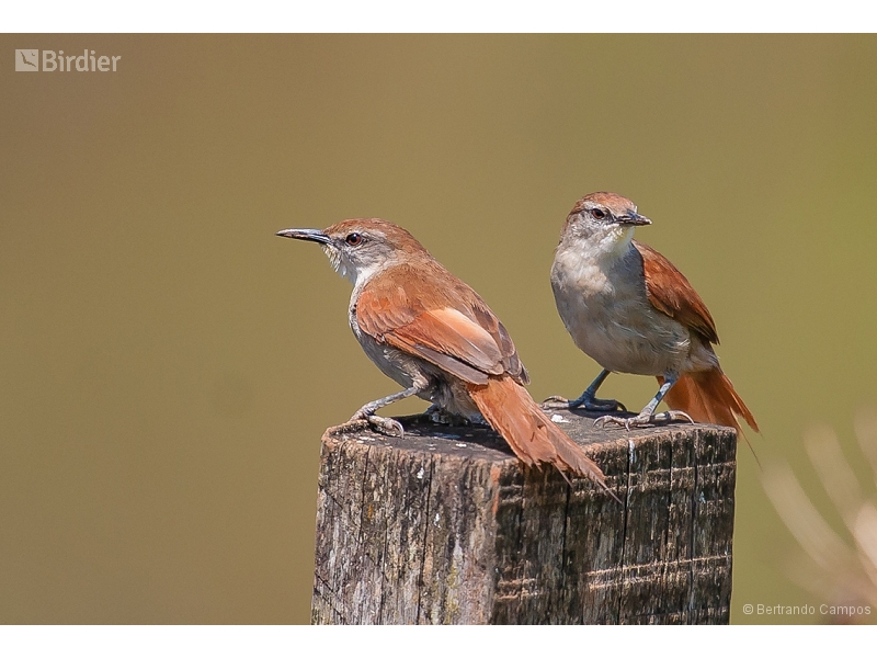 Yellow-chinned Spinetail