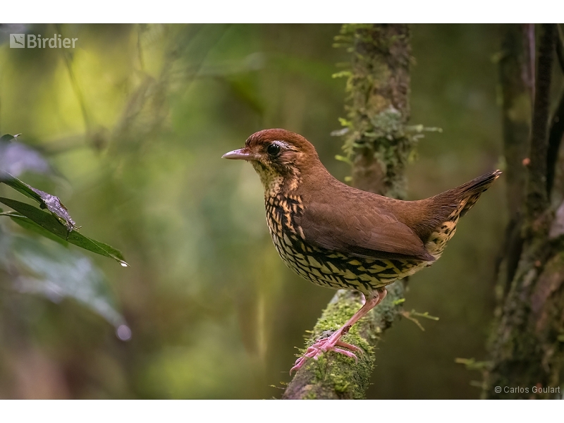 Cryptic Antthrush
