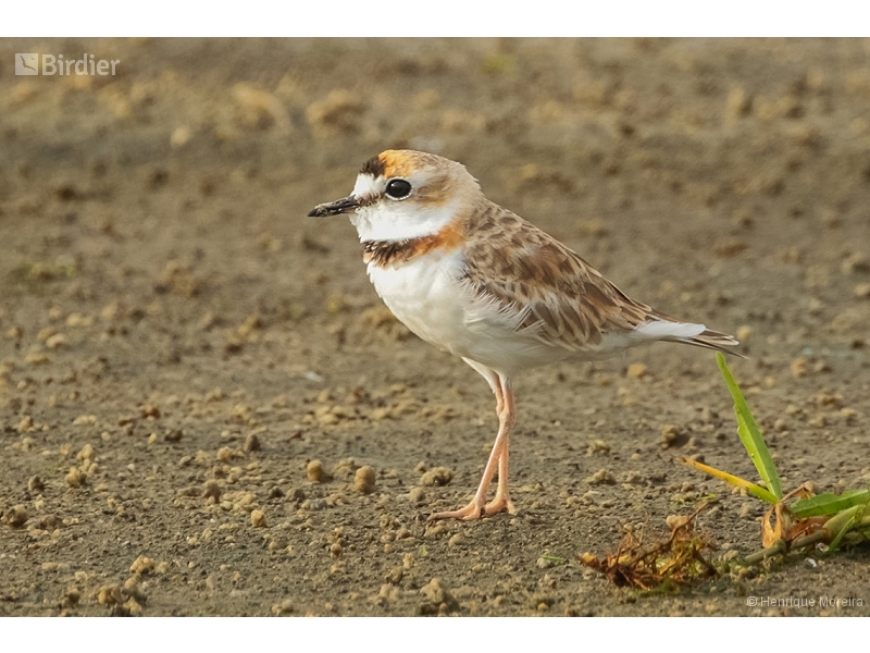 Collared Plover