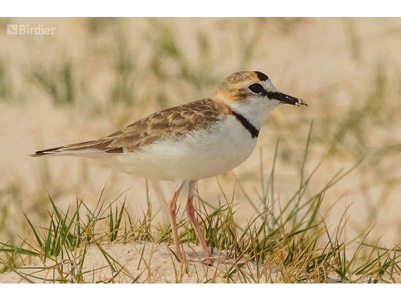 Collared Plover