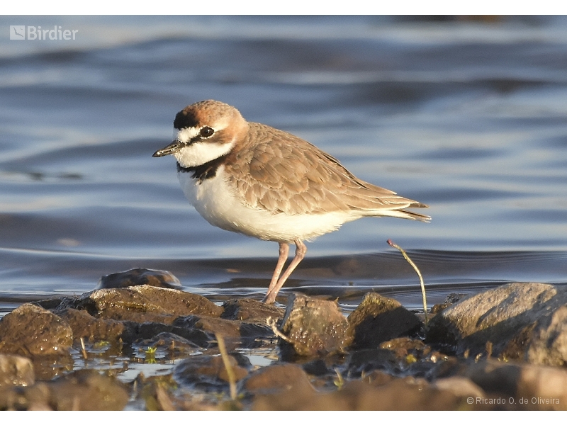 Collared Plover