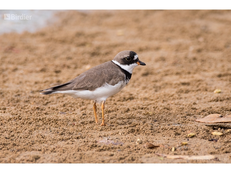 Semipalmated Plover