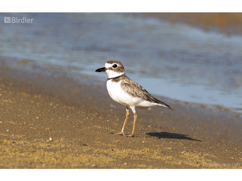 Wilson's Plover