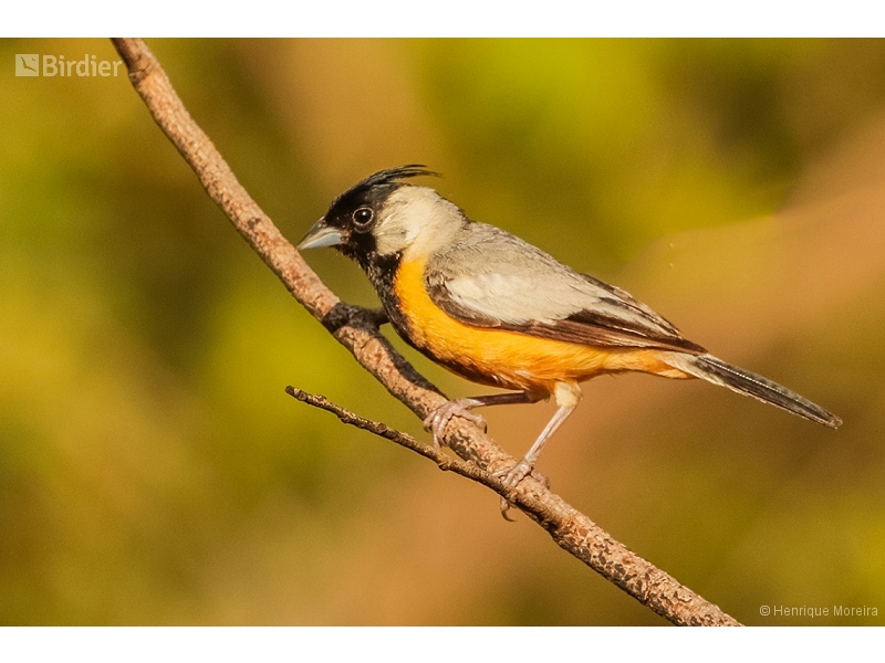 Coal-crested Finch