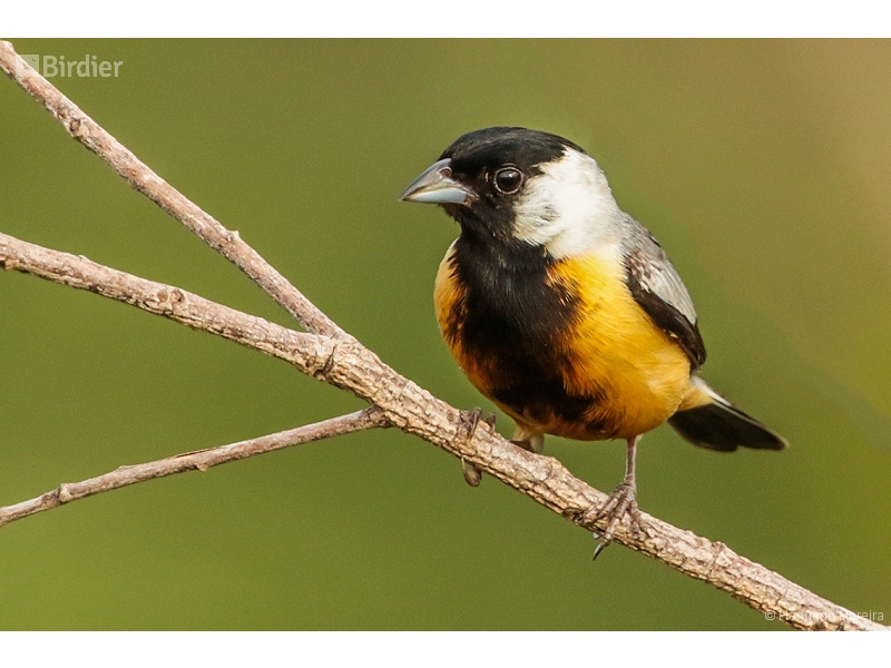Coal-crested Finch