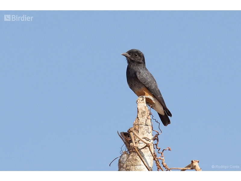 Swallow-winged Puffbird