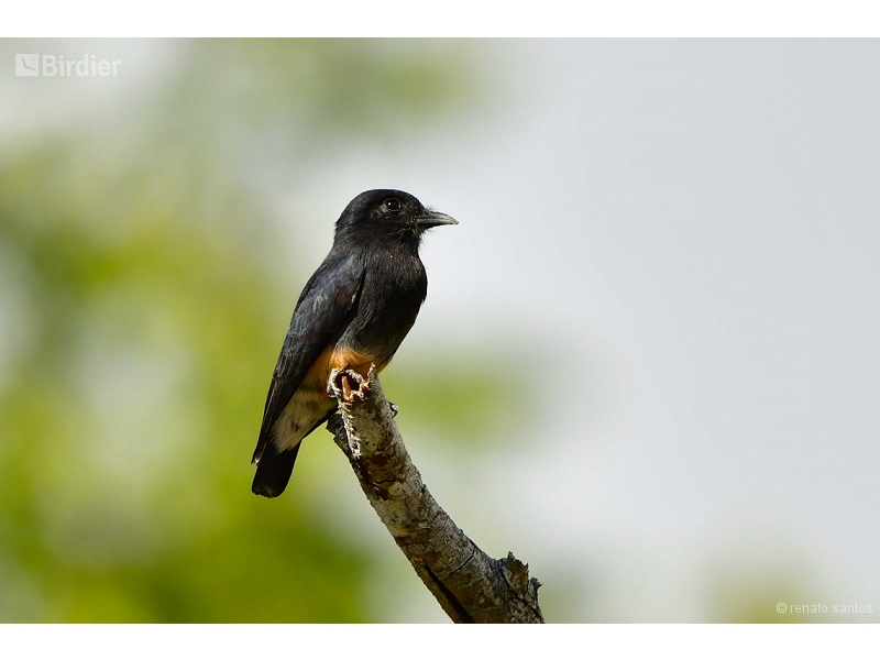 Swallow-winged Puffbird