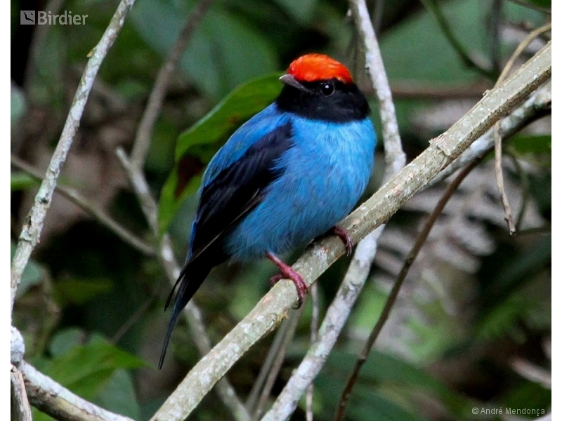 Blue Manakin
