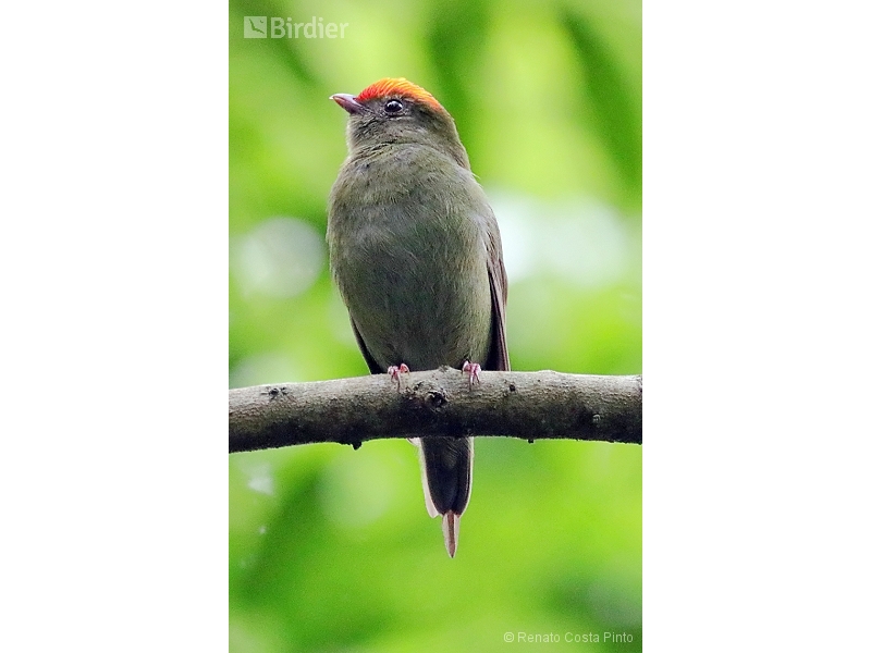 Blue Manakin