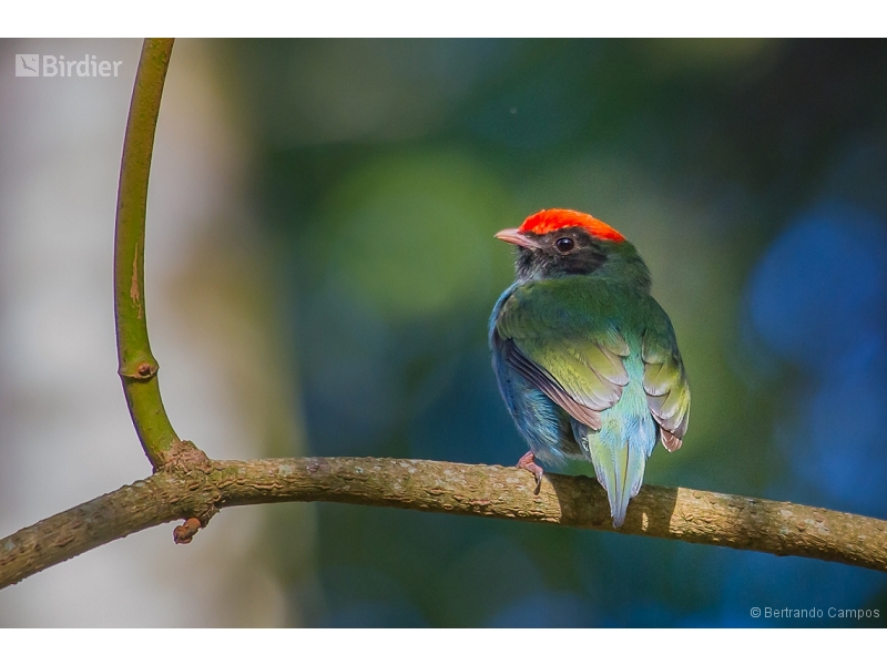 Blue Manakin