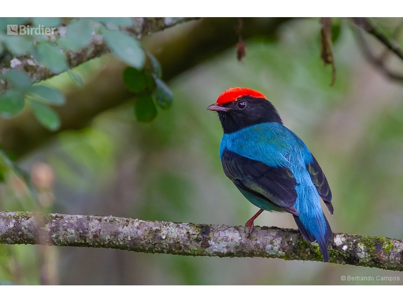 Blue Manakin