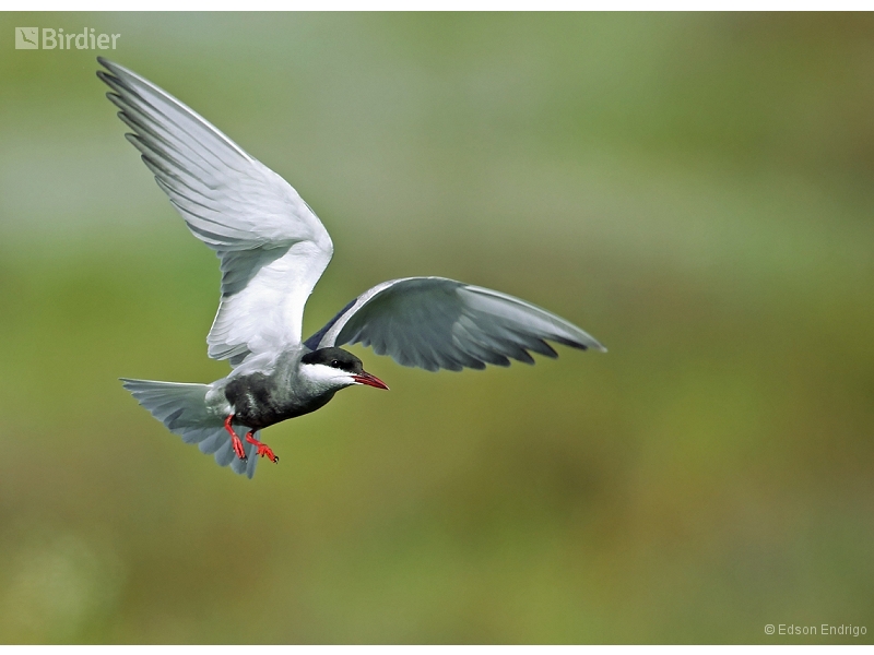 Whiskered Tern