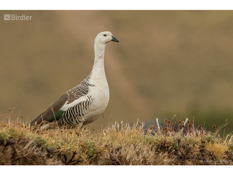 Upland Goose
