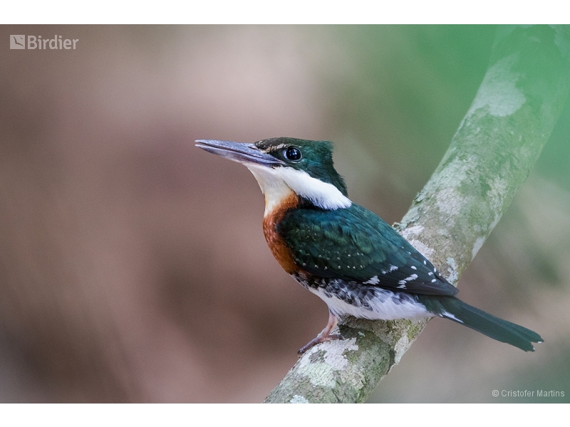 Green Kingfisher