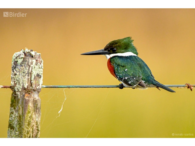 Green Kingfisher