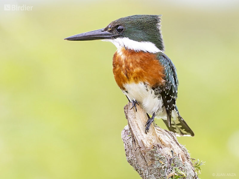 Green Kingfisher