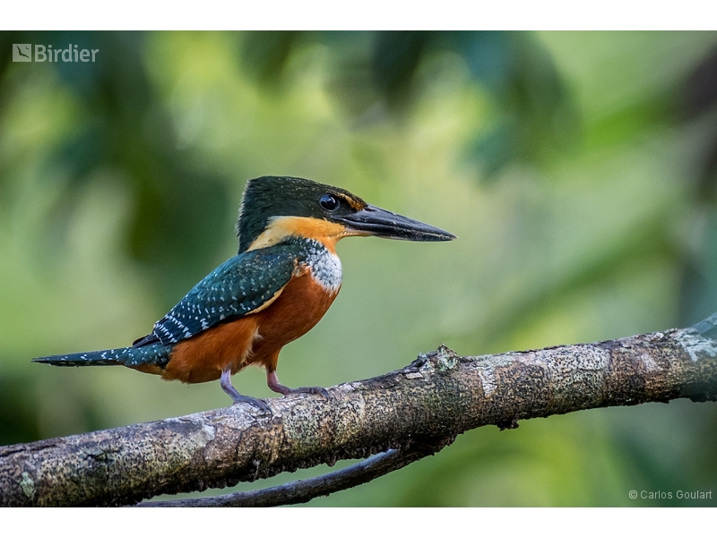 Green-and-rufous Kingfisher