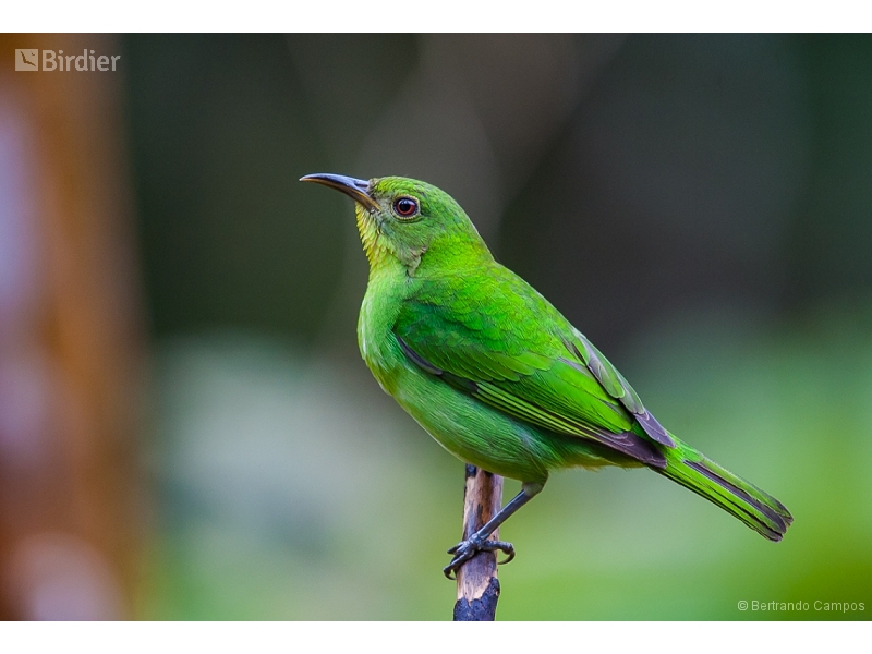 Green Honeycreeper