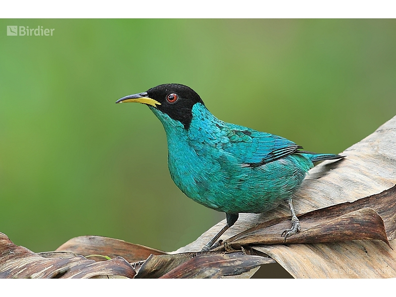 Green Honeycreeper