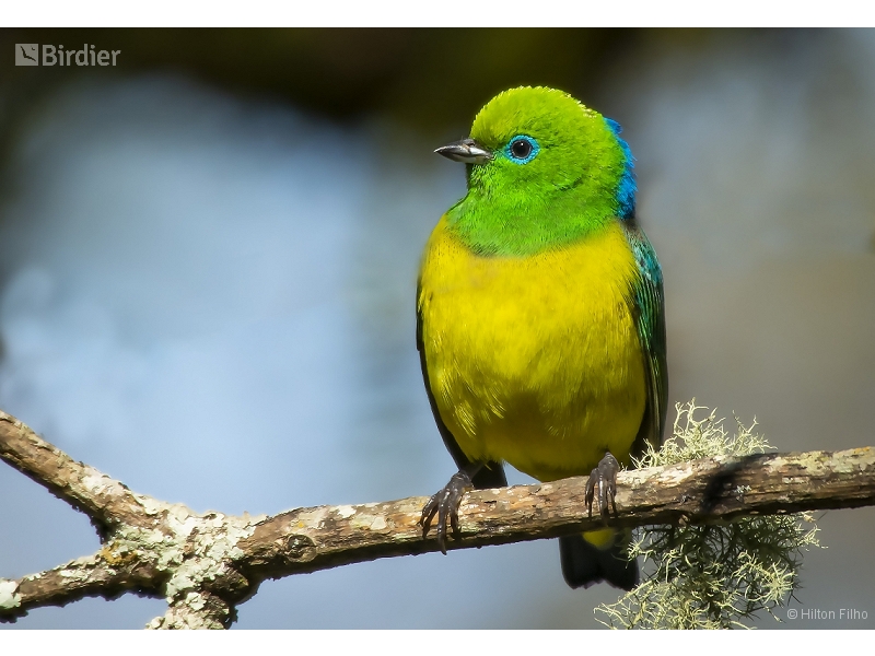 Blue-naped Chlorophonia