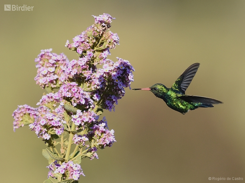 Glittering-bellied Emerald