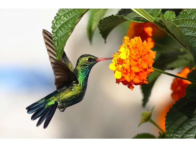 Glittering-bellied Emerald