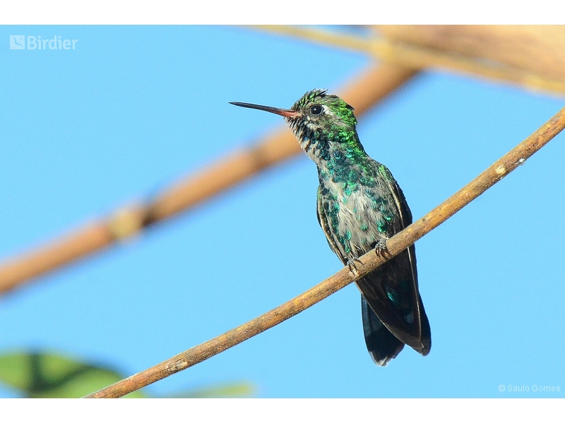 Glittering-bellied Emerald