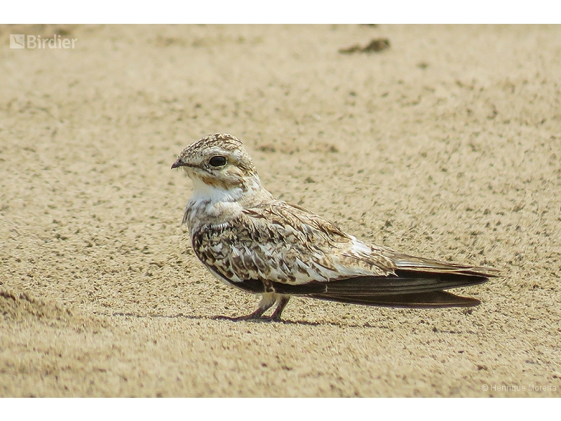 Sand-colored Nighthawk