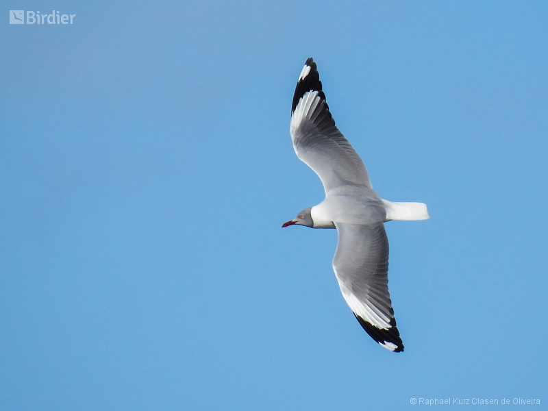 Grey-headed Gull